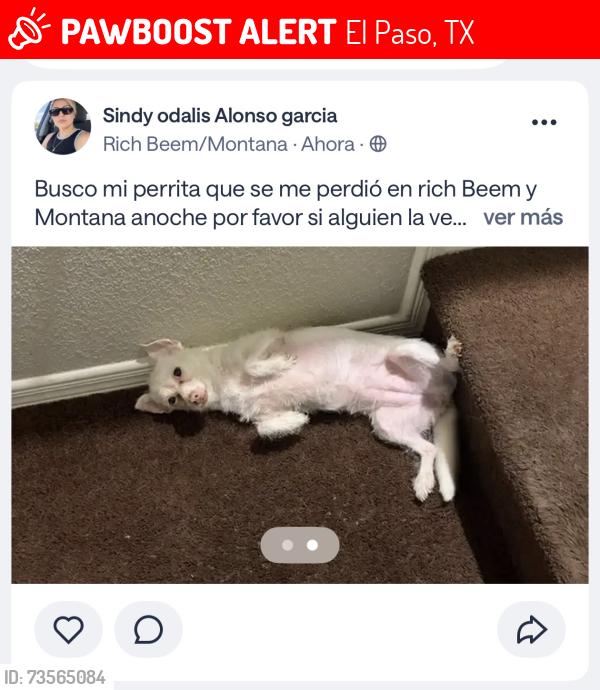 Lost Female Dog last seen Rich beam, El Paso, TX 79938