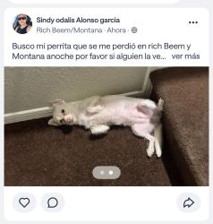 Lost Female Dog last seen Rich beam, El Paso, TX 79938