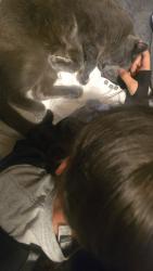 Reunited Male Cat last seen Near moss valley dr, Memphis, TN 38133