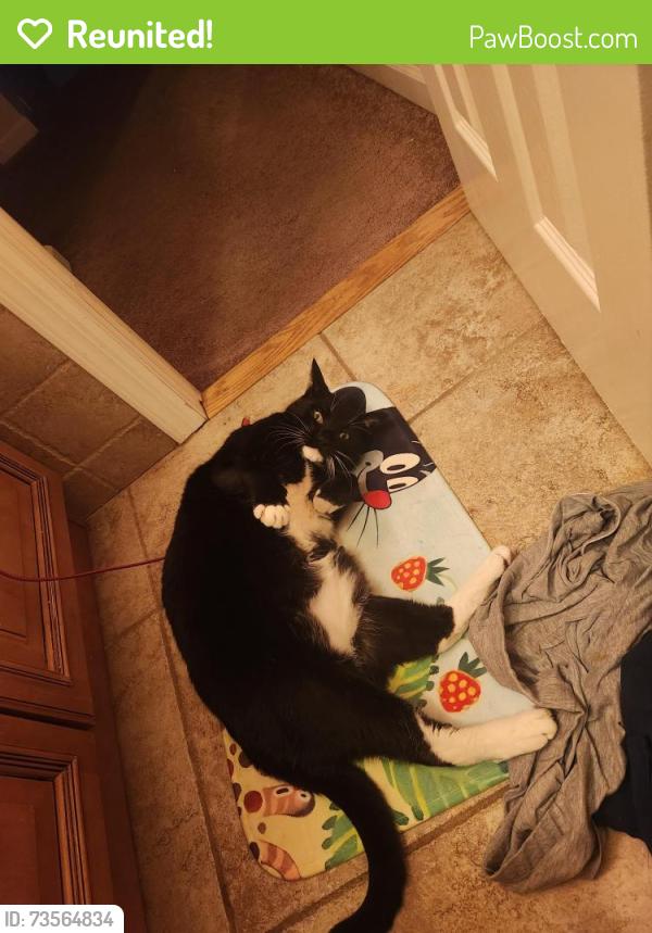 Reunited Male Cat last seen park ave, Babylon, NY 11702