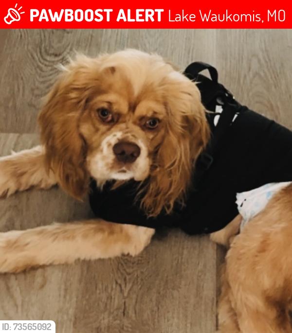 Lost Male Dog last seen N. Gower, Waukomis/ N. Robinhood, Lake Waukomis, MO 64151