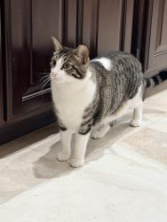 Lost Male Cat last seen Falconwing and Flint Ridge, The Woodlands, TX 77382
