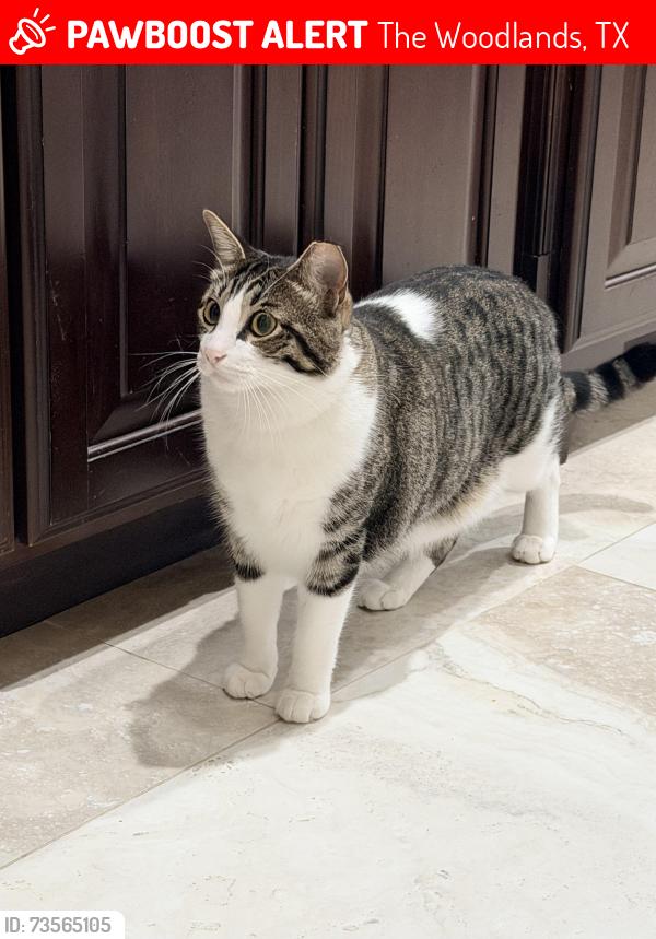 Lost Male Cat last seen Falconwing and Flint Ridge, The Woodlands, TX 77382