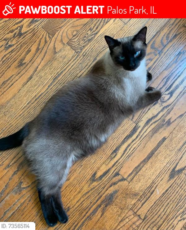 Lost Male Cat last seen Palos west drive, Palos Park, IL 60464