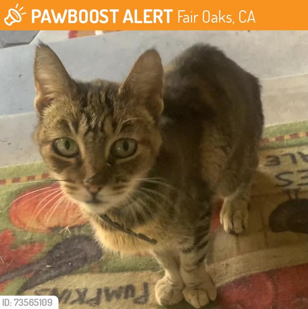Found/Stray Unknown Cat last seen Fair Oaks Blvd and Sunset, Fair Oaks, CA 95628