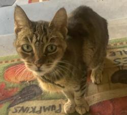 Found/Stray Unknown Cat last seen Fair Oaks Blvd and Sunset, Fair Oaks, CA 95628