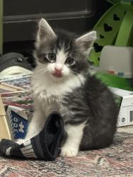 Shelter Stray Male Cat last seen Near W 2200 N, Layton, UT 84041, USA, 1422 E 600 N, Fruit Heights, UT 84037, USA