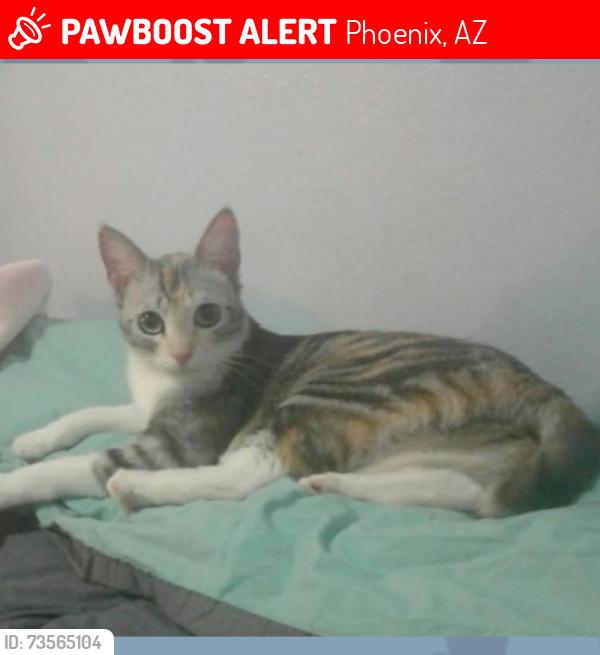 Lost Female Cat last seen Near W Earll Dr Phoenix, Az, Phoenix, AZ 85031