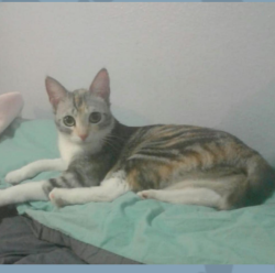 Lost Female Cat last seen Near W Earll Dr Phoenix, Az, Phoenix, AZ 85031