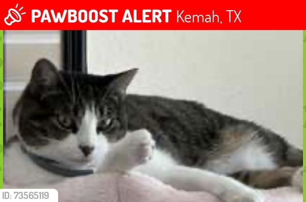 Lost Female Cat last seen Glen Harbor Subdivision, Kemah, TX 77565