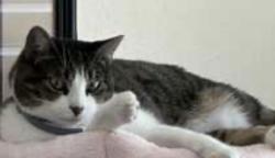 Lost Female Cat last seen Glen Harbor Subdivision, Kemah, TX 77565