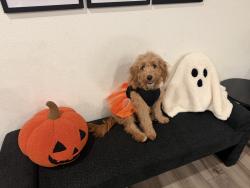 Lost Female Dog last seen Saddlebrook park, North Las Vegas, NV 89086
