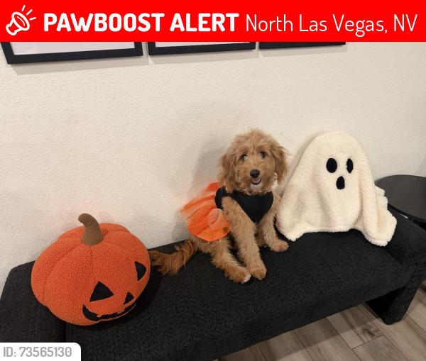 Lost Female Dog last seen Saddlebrook park, North Las Vegas, NV 89086