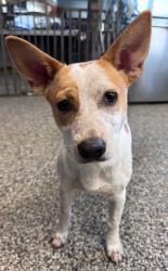 Shelter Stray Male Dog last seen Columbia, 1233 Mapleash Ave, Columbia, TN 38401, USA