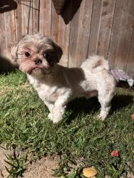 Reunited Male Dog last seen Westforest Dr, Dallas, TX 75229