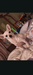 Lost Female Dog last seen Near 3rd and Palm, Highland, CA 92346