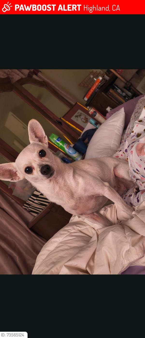 Lost Female Dog last seen Near 3rd and Palm, Highland, CA 92346