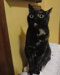 Reunited Female Cat last seen St Francis School, Rochester, MN 55904