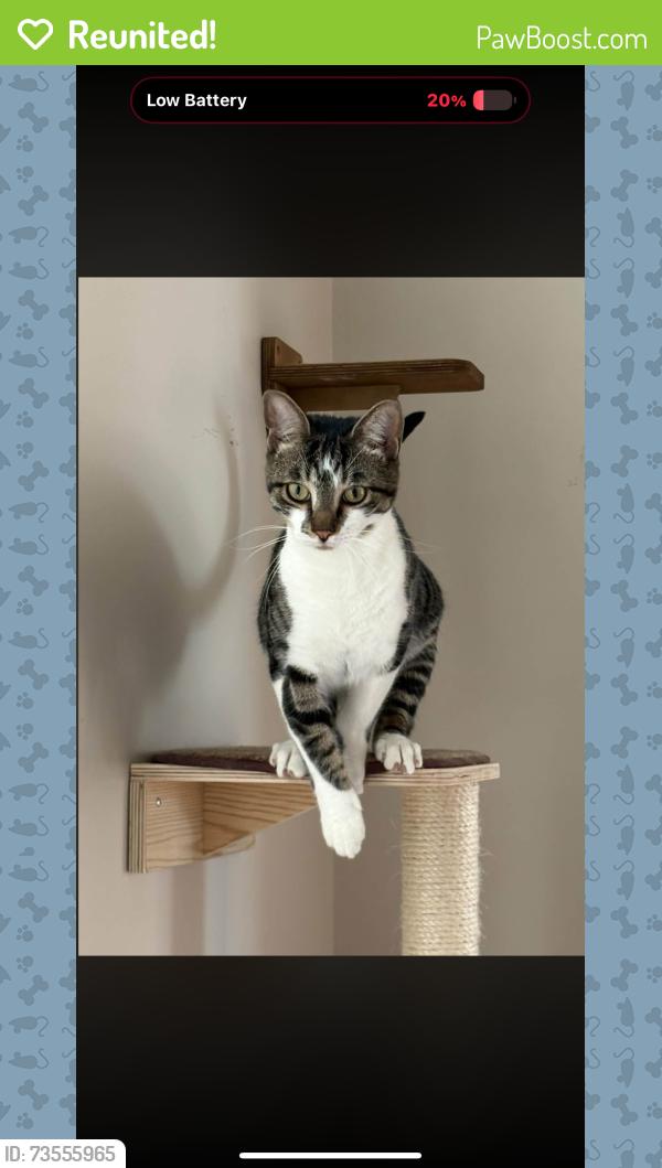 Reunited Male Cat last seen Tucker creek middle school, Havelock, NC 28532