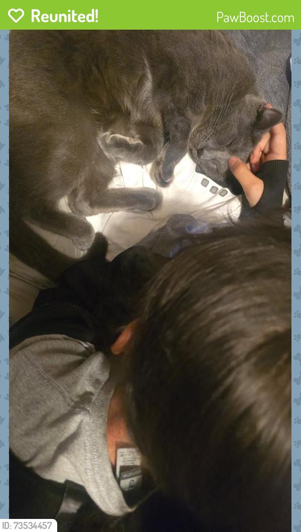 Reunited Male Cat last seen Near moss valley dr, Memphis, TN 38133