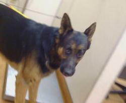 Shelter Stray Male Dog last seen DILLARD RD, 95624, 3839 Bradshaw Rd, Sacramento, CA 95827, USA