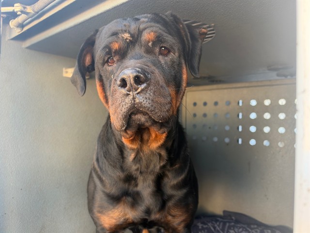 Shelter Stray Female Dog last seen , 11258 Garfield Ave, Downey, CA 90242, USA