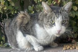 Found/Stray Unknown Cat last seen Barstow & Armstrong, Clovis, CA 93611