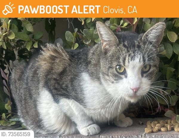 Found/Stray Unknown Cat last seen Barstow & Armstrong, Clovis, CA 93611
