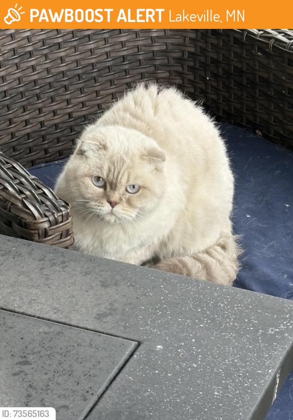 Found/Stray Unknown Cat last seen Summerlyn neighborhood, Lakeville, MN 55044