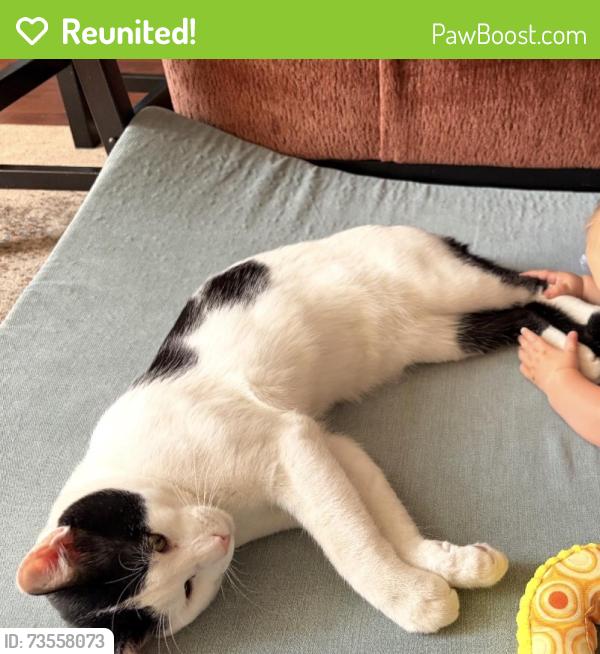 Reunited Male Cat last seen At intersection of Date & Aquarium, Jenks, OK 74037