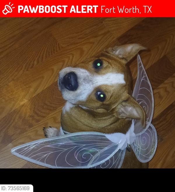 Lost Male Dog last seen Laredo Drive and Calmont Ave, Fort Worth, TX 76116