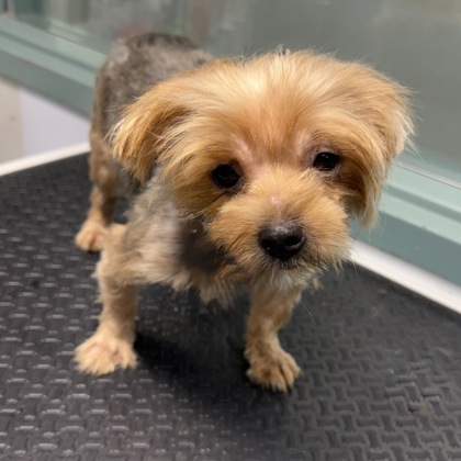 Shelter Stray Female Dog last seen Near Harold St, Oakland, CA, 1101 29th Ave, Oakland, CA 94601, USA