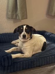 Lost Female Dog last seen Quick Trip Gas station, Houston, TX 77090
