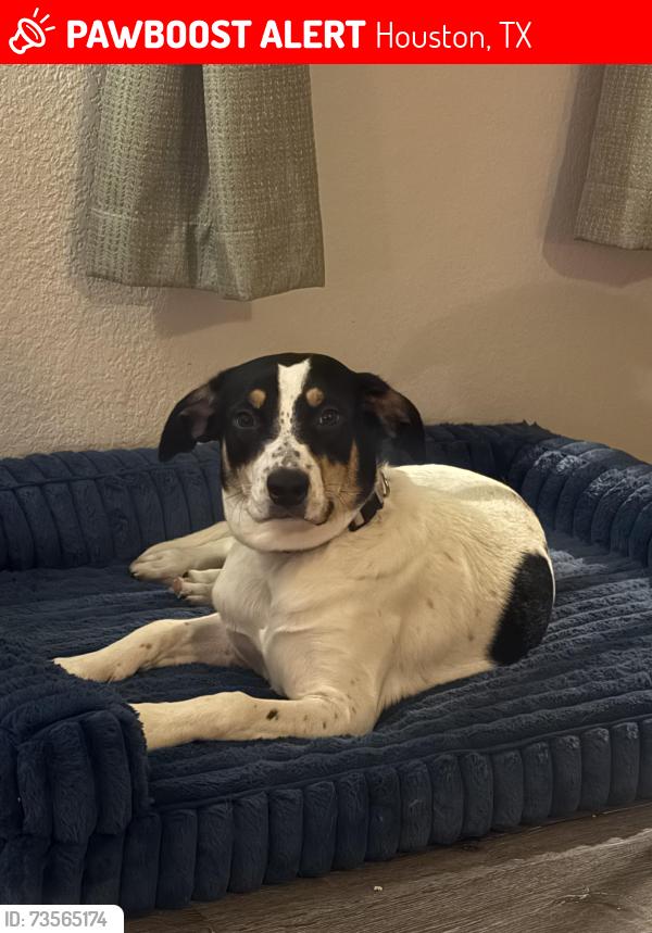 Lost Female Dog last seen Quick Trip Gas station, Houston, TX 77090