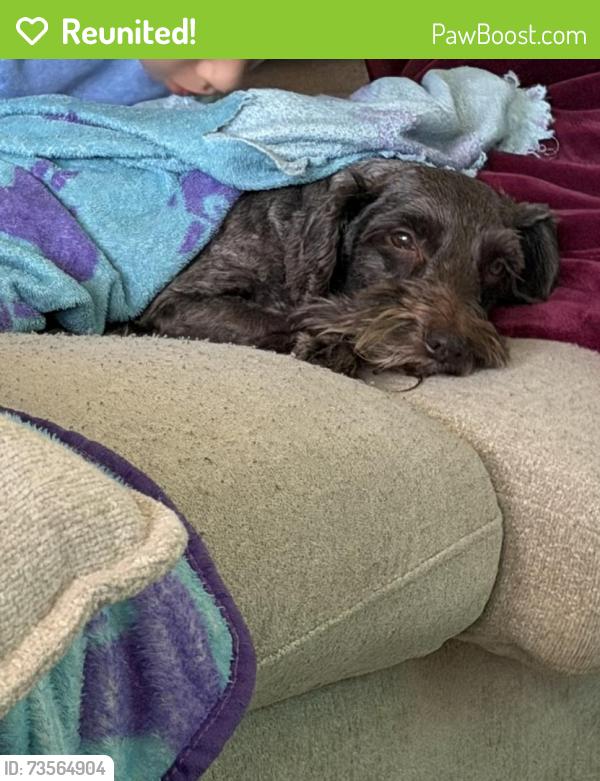 Reunited Male Dog last seen Clear creek, near Mohawk military gate, Killeen, TX 76549