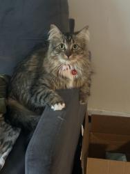 Reunited Female Cat last seen Colfax ave & w Oakland, Pompton Lakes, NJ 07442