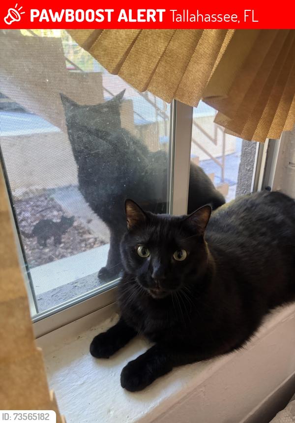Lost Male Cat last seen Levy ave, Tallahassee, FL 32310