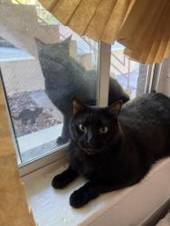Lost Male Cat last seen Levy ave, Tallahassee, FL 32310