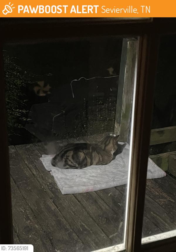 Found/Stray Unknown Cat last seen Near valley way sev tennessee, Sevierville, TN 37862