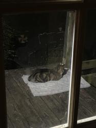 Found/Stray Unknown Cat last seen Near valley way sev tennessee, Sevierville, TN 37862