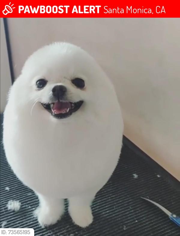 Lost Male Dog last seen sa, Santa Monica, CA 90401