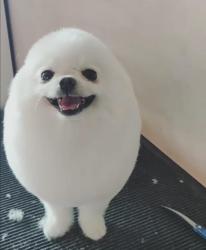 Lost Male Dog last seen sa, Santa Monica, CA 90401