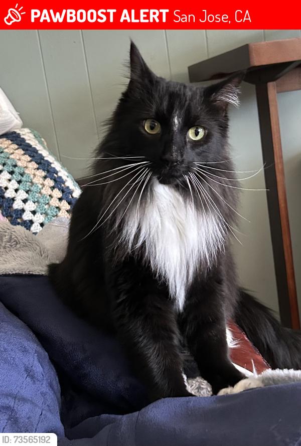 Lost Male Cat last seen Calpine & Ettersberg, San Jose, CA 95123