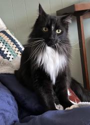 Lost Male Cat last seen Calpine & Ettersberg, San Jose, CA 95123