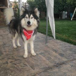 Lost Male Dog last seen Allyn and G st, Ontario, CA 91764