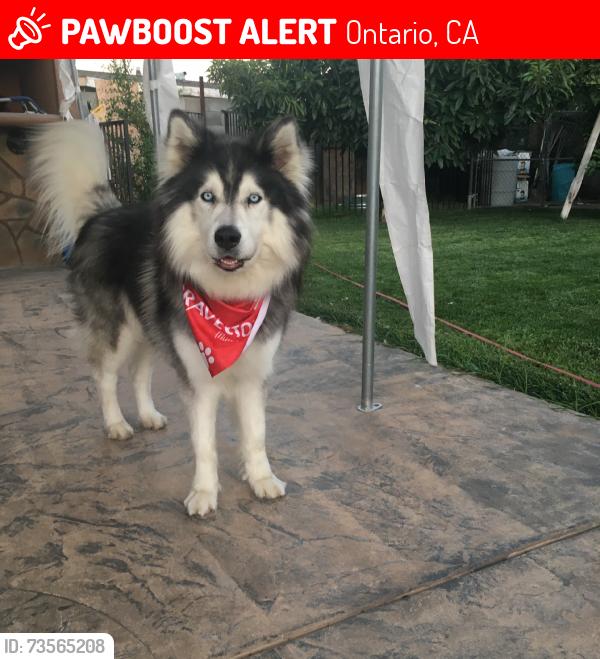Lost Male Dog last seen Allyn and G st, Ontario, CA 91764