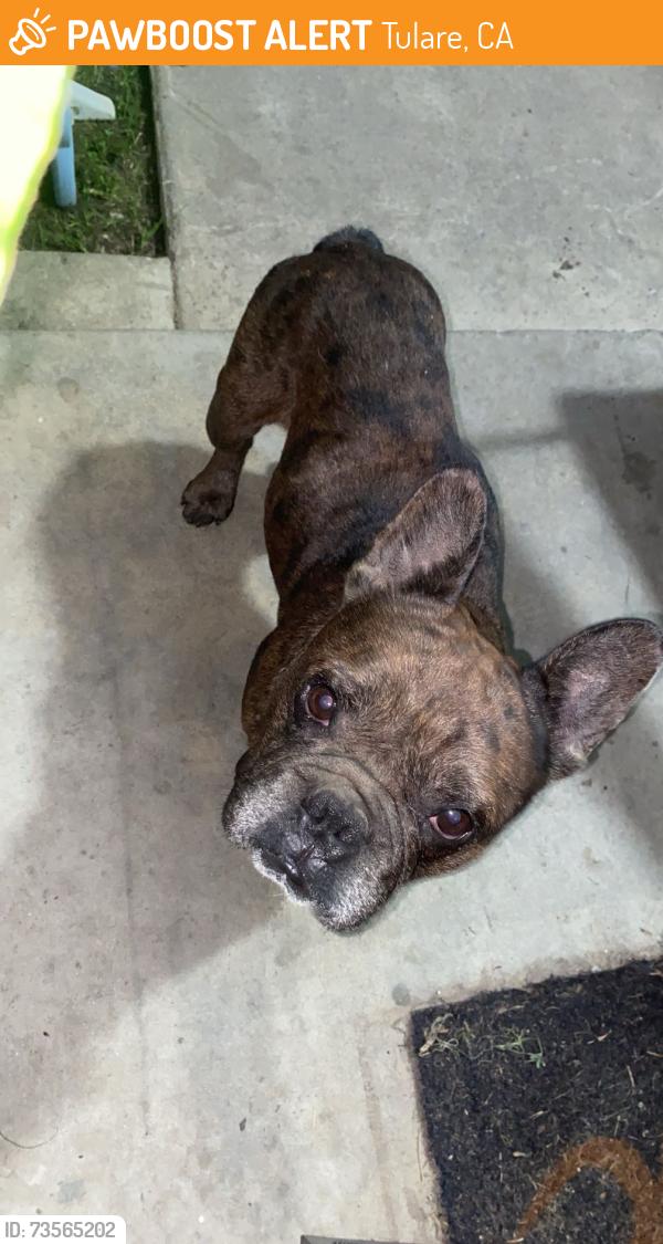 Found/Stray Male Dog last seen Tulare Cemetery near Tulare Union High School, Tulare, CA 93274