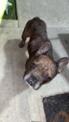 Found/Stray Male Dog last seen Tulare Cemetery near Tulare Union High School, Tulare, CA 93274