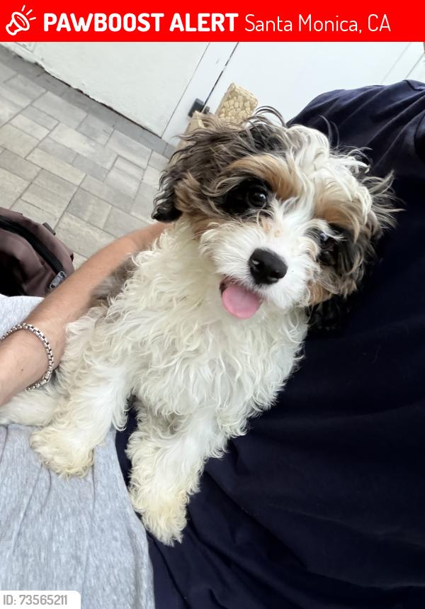 Lost Male Dog last seen Sa, Santa Monica, CA 90401