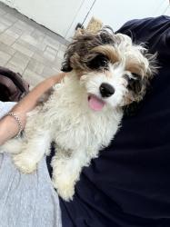 Lost Male Dog last seen Sa, Santa Monica, CA 90401